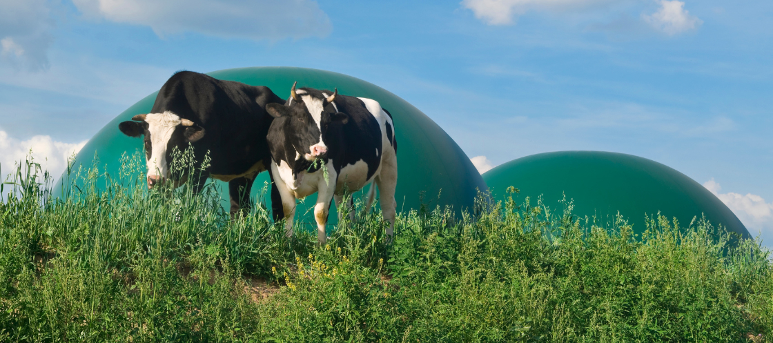 Biogas cows