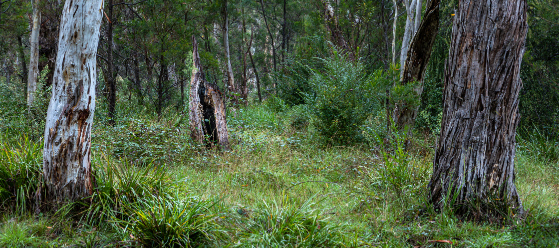 Aussie bush