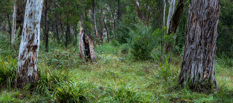 Report: Investment in carbon farming holds untapped potential for biodiversity