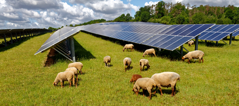 NSW councils turn to science as solar farms expand across regional areas